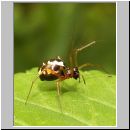 Linyphia hortensis - Baldachspinne w02.jpg